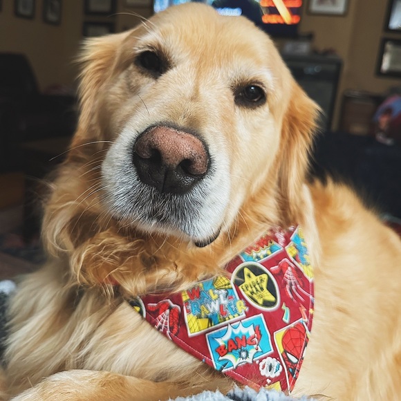 Handmade Reversible pet bandana in plaid paw print design - Picture 3 of 5